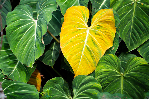 Почему желтеют листья у комнатных растений | Cоветы от Агрикола